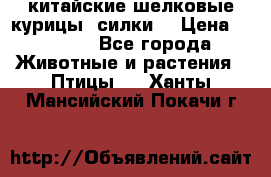 китайские шелковые курицы (силки) › Цена ­ 2 500 - Все города Животные и растения » Птицы   . Ханты-Мансийский,Покачи г.